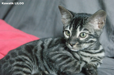 femelle brown chracoal